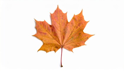 Fototapeta premium Vibrant autumn maple leaves, isolated on white, showcase the season's colorful beauty