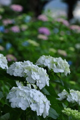 雨に濡れて咲く