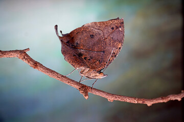 Orange oakleaf butterfly (Kallima inachus) Indian oakleaf or dead leaf butterfly with wings closed, it closely resembles a dry leaf with dark veins and is a commonly cited example of camouflage