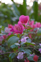 Bougainvillea flowers, selective focus. Beautiful Bougainvillea flowers or Paper Flower