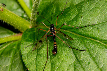 a beautiful fly with long antennae and legs on a black background. isolated. colorful macro photo of an insect. close-up. natural lighting. empty