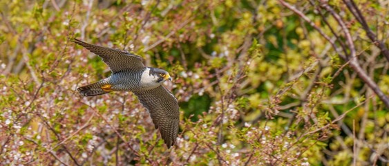 満開の山桜をバックに颯爽と飛ぶハヤブサ 成鳥