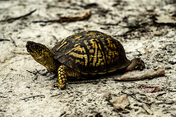 turtle on the ground