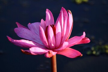 Close-Up of Pink Lotus Flower in Morning Light with Dark Water Background