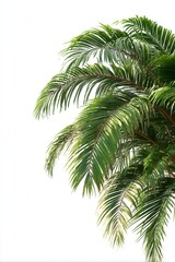 Fototapeta premium Tropical palm tree fronds swaying in summer breeze