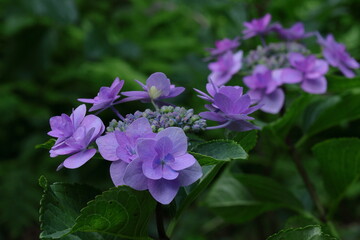雨に濡れて咲く