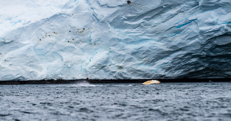 Close-up of the lateral fin of a feeding Humpback Whale -Megaptera novaeangliae- agains the...