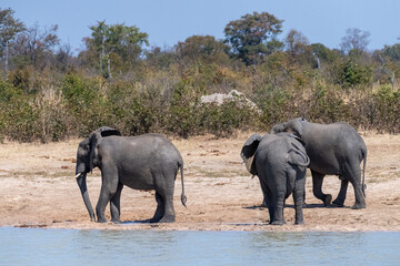 Telephoto shot three African Elephants -Loxodonta Africana- standing near a waterhole in Botswana