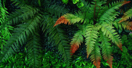 Full Frame of Green Leaves Pattern Background, Nature Lush Foliage Leaf Texture, tropical leaf