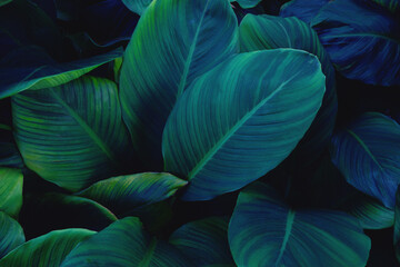 abstract tropical leaf textures on dark tone, natural green background.