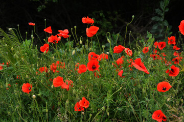 Meadow with beautiful bright red poppy flowers in spring