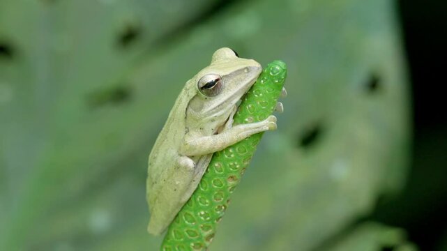 White Tree Frog In The Wild Nature. Close-up Shot