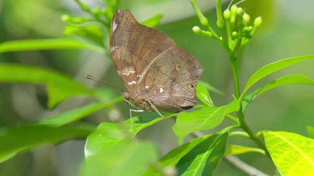 Closeup Of Autumn Leaf Butterfly Resting On Green Leaf With Flowerbuds.