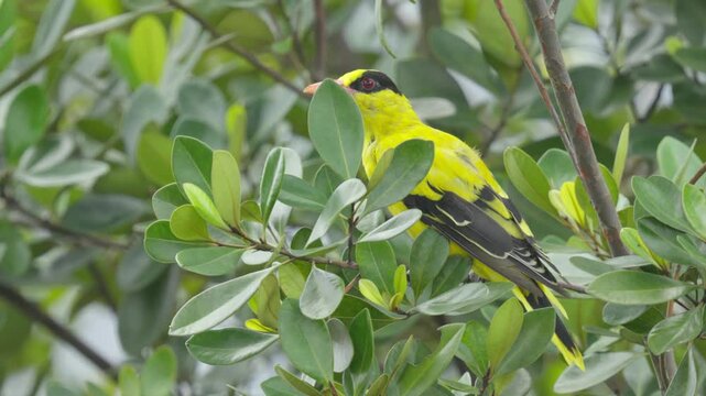 Vibrant Yellow Plumage With Black Markings. Black-naped Oriole Bird Species. Close-up Shot