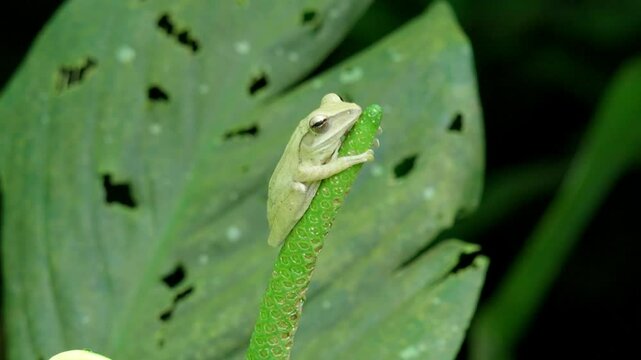Whipping Frog. Polypedates Genus. Close-up Shot