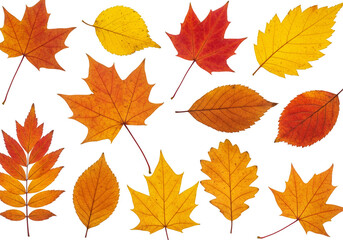 Obraz premium Autumnal Leaves Isolated Transparent Background Fall Season Foliage