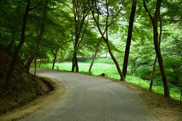 Curved Walking Path in Buso Mountain Forest