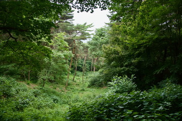 Dense Forest Inside Buso Mountain Fortress