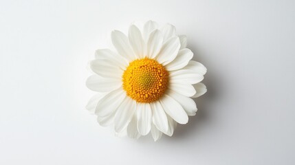 Fototapeta premium Single daisy flower on white background in serene studio setting