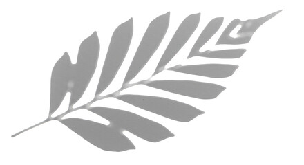 Obraz premium Botanical Leaf Branch Isolated Transparent Background Flora Design