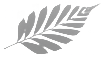 Botanical Leaf Branch Isolated Transparent Background Flora Design