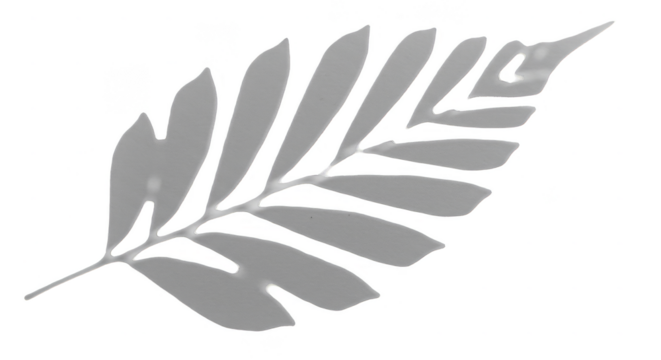 Botanical Leaf Branch Isolated Transparent Background Flora Design