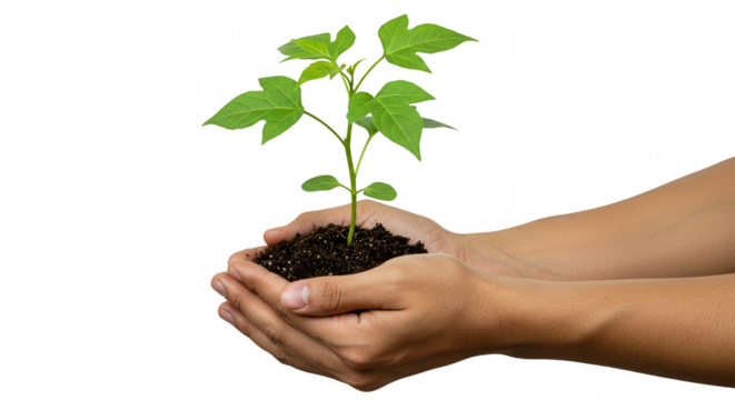 Care Hands Holding a Small Plant Transparent Background Growth Nurturing