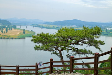 Geum River View with Bridge and Pine Tree