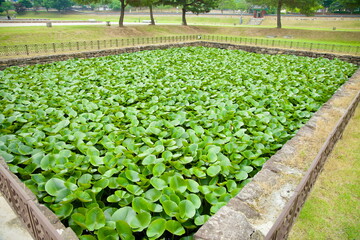 Lotus Pond at Jeongnimsa Temple Site