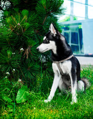 Alaskan Klee Kai sits on the grass near a green tree. The dog has thick fur and a leash. The dog turned its head to the side. Training. The photo is blurred and vertical
