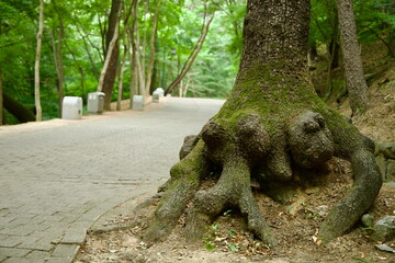 Twisted Tree Base along Buso Mountain Trail