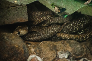 A coiled Indian rat snake (Ptyas mucosa) rests among rocks in India, a close-up shot revealing...