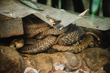 A coiled Indian rat snake (Ptyas mucosa) rests among rocks in India, a close-up shot revealing...