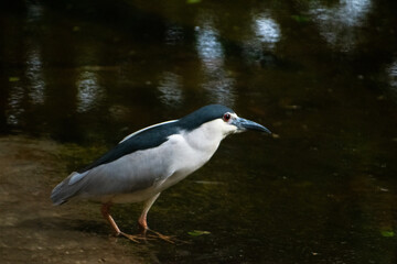 Black-crowned night heron (Nycticorax nycticorax) by water, India.  Detailed profile view.