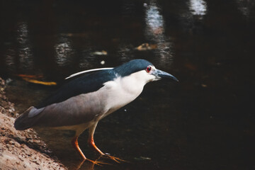 Black-crowned night heron (Nycticorax nycticorax) by water, India. Detailed profile view.