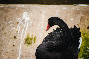 Black swan in profile view, India.  Close-up showcasing detailed plumage against a textured...