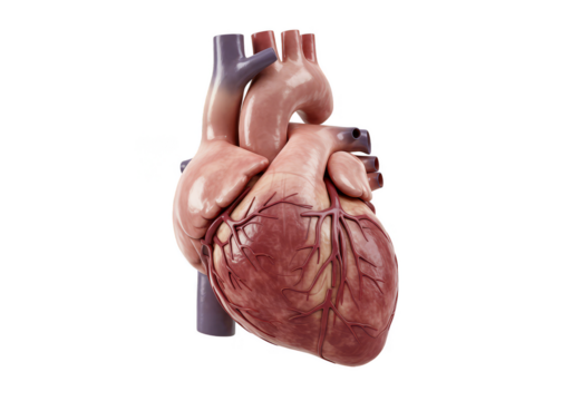 Detailed Heart Anatomy Transparent Background Medical Illustration