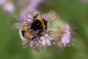 Macro photo of a bumblebee pollinating a purple flower in natural setting, close-up insect photography with soft green bokeh
