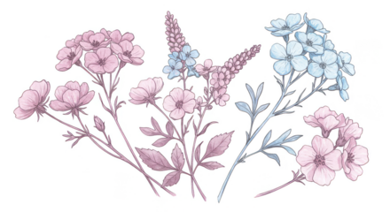 Floral Illustration Transparent Pink Blue Flowers Background Isolated