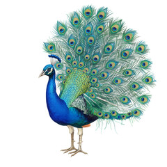 Obraz premium Exotic Peacock Portrait with Vibrant Feathers Isolated Background