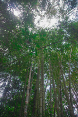 Serene Bamboo Forest Canopy and Tall Green Stalks in Tropical Jungle
