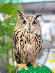 A cute yellow and black owl stands on the green artificial grass, looking at you with its big black...