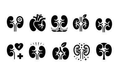 A detailed anatomical illustration of a human kidney in a clean minimalist silhouette style showcasing its intricate internal structure and outer shape