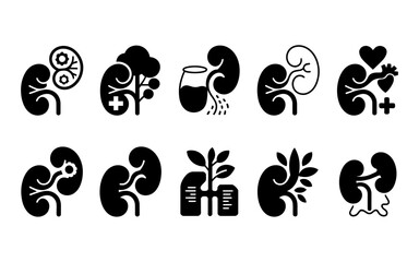 A detailed anatomical illustration of a human kidney in a clean minimalist silhouette style showcasing its intricate internal structure and outer shape
