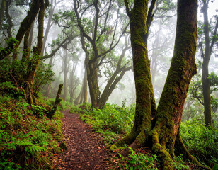 Obraz premium Mount Lawu Mossy Forest Hike