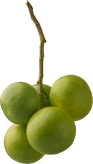 cluster of sour or bitter orange isolated white background, bigrade or marmalade citrus fruits high in vitamin c attached to the stem