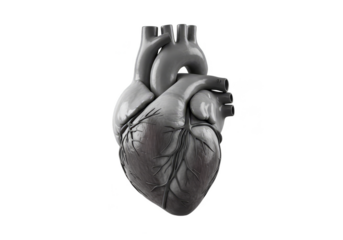 Gray Heart 3D Anatomy Medical Organ Health Isolated Transparent Background