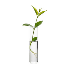 A vibrant green plant sprout with visible roots grows inside a clear glass test tube filled with water, symbolizing scientific research and environmental concepts.