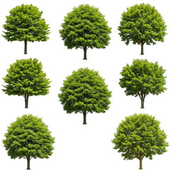 Green Foliage Deciduous Trees Isolated on Transparent Background Illustration