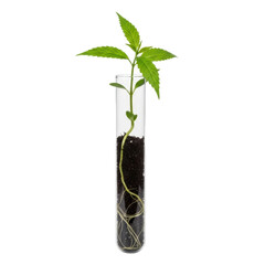 A vibrant green plant seedling with visible roots thrives inside a clear laboratory test tube, symbolizing scientific research, biotechnology, and sustainable growth.